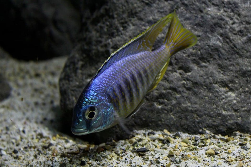 Placidochromis sp. 'jalo' Jalo Reef